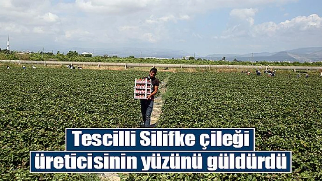 Tescilli Silifke çileği, üreticisinin yüzünü güldürdü