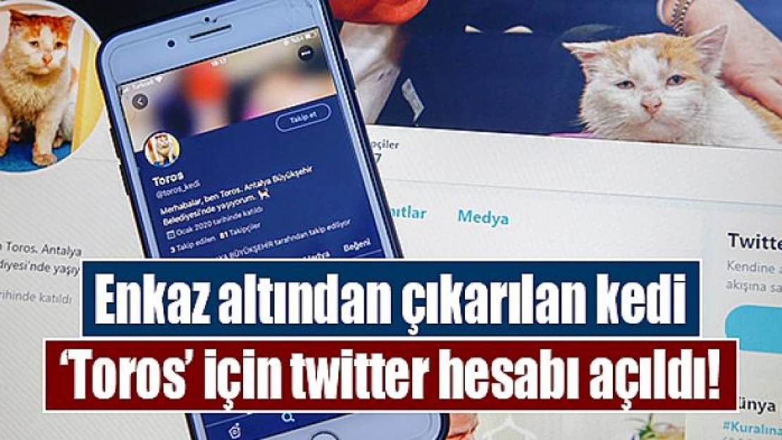 Enkaz altından çıkarılan kedi 'Toros' için twitter hesabı açıldı!