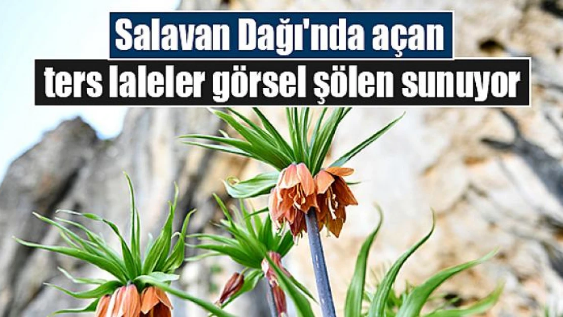 Salavan Dağı'nda açan ters laleler görsel şölen sunuyor