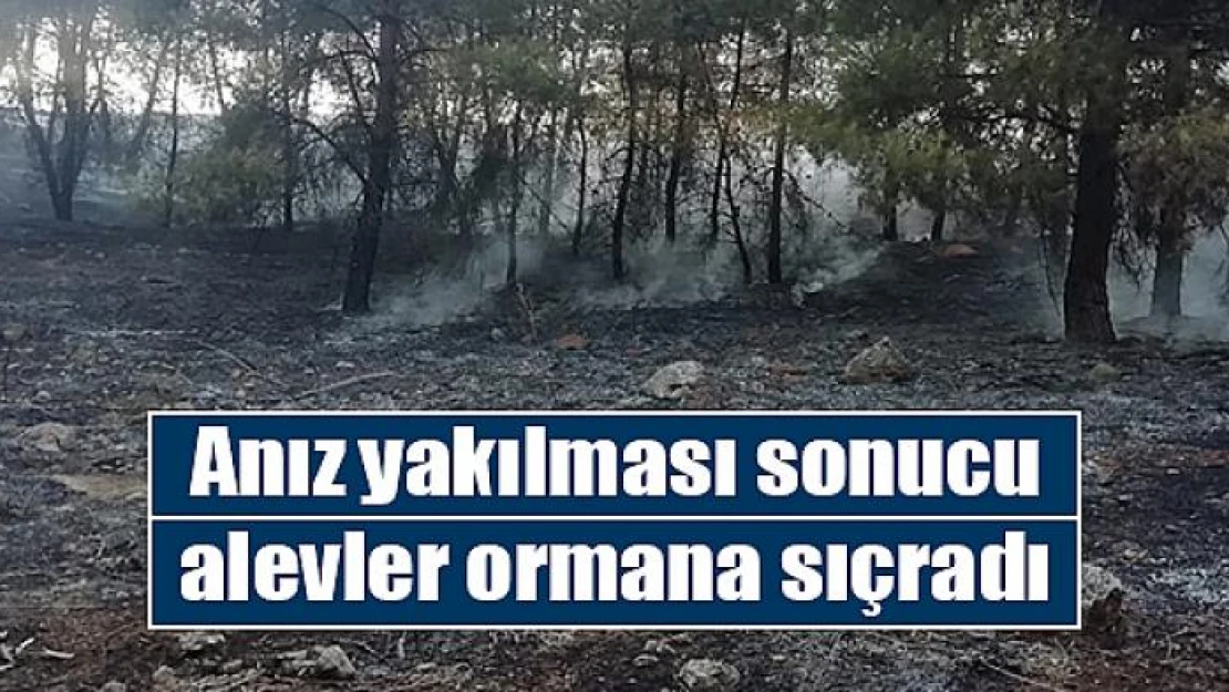 Anız yakılması sonucu alevler ormana sıçradı