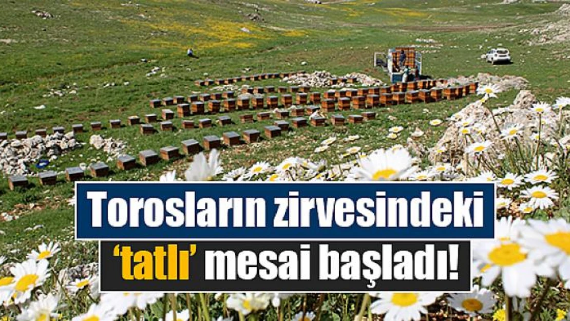 Torosların zirvesindeki 'tatlı' mesai başladı