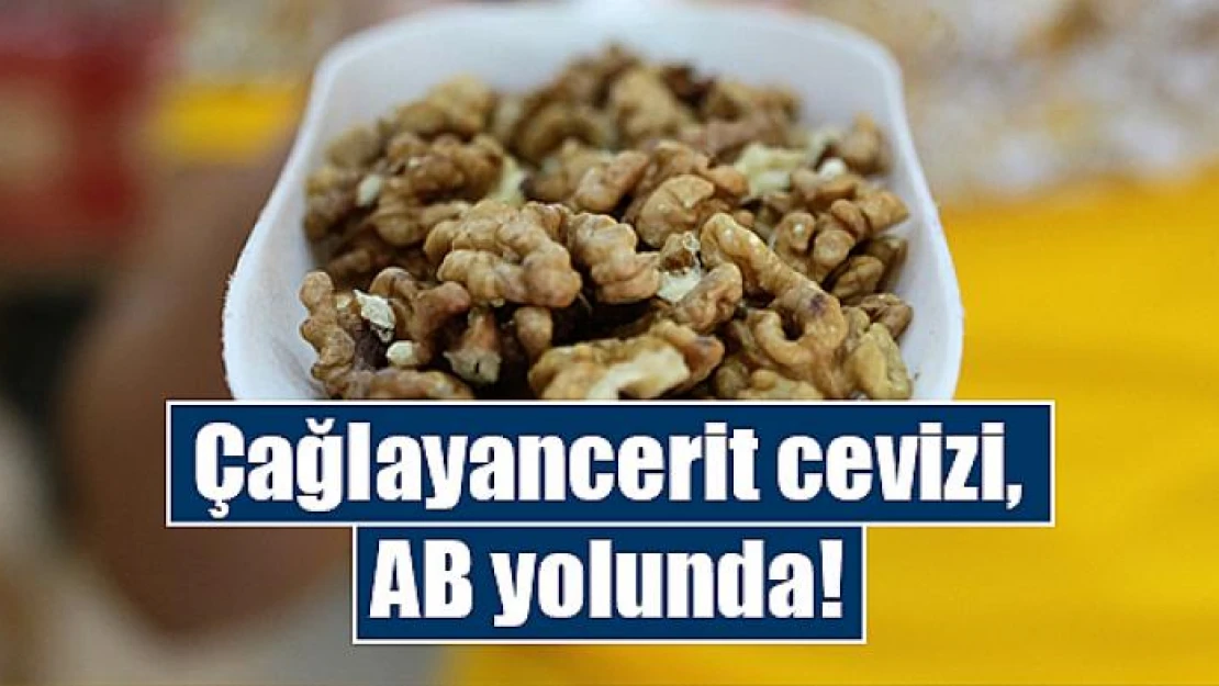 Çağlayancerit cevizi, AB yolunda