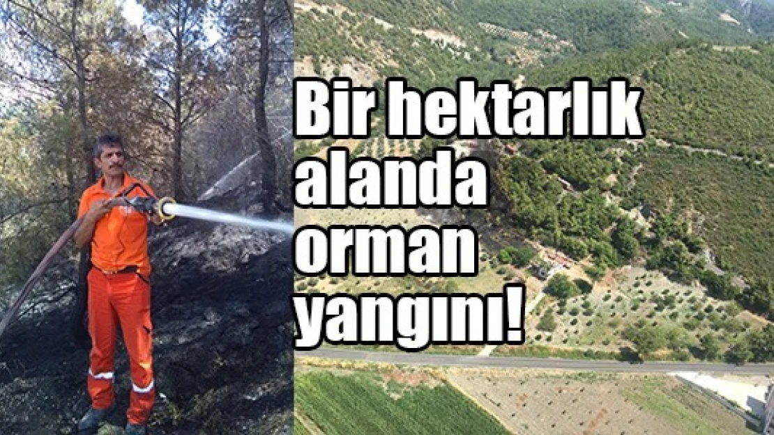 Bir hektarlık alanda orman yangını!