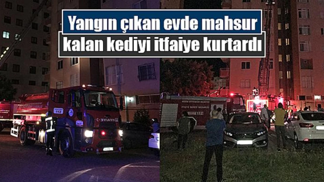 Yangın çıkan evde mahsur kalan kediyi itfaiye kurtardı