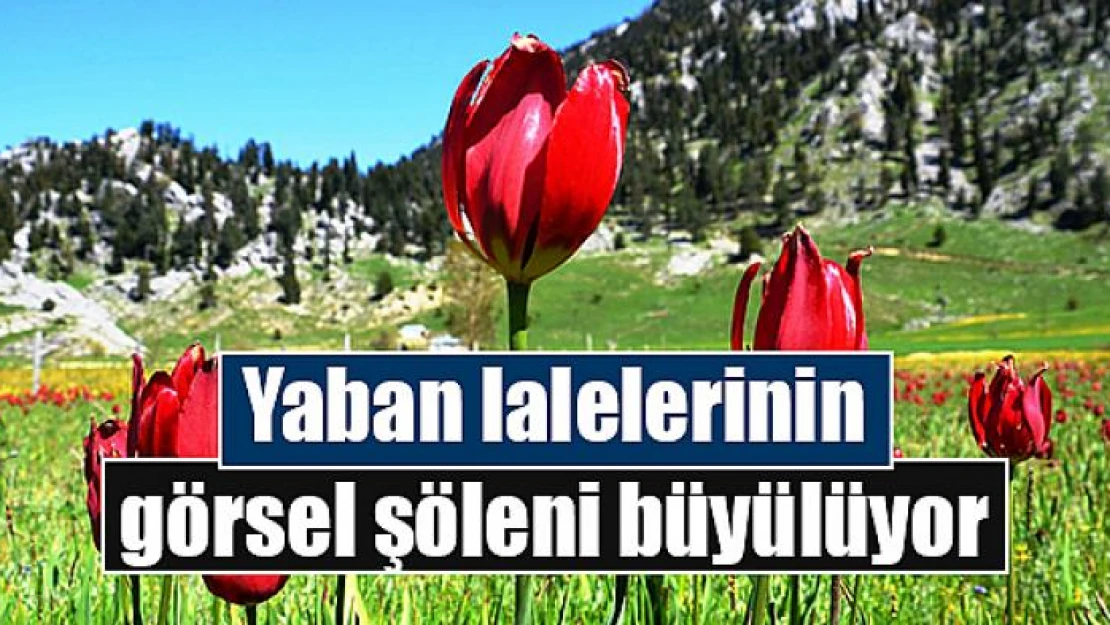 Yaban lalelerinin görsel şöleni büyülüyor