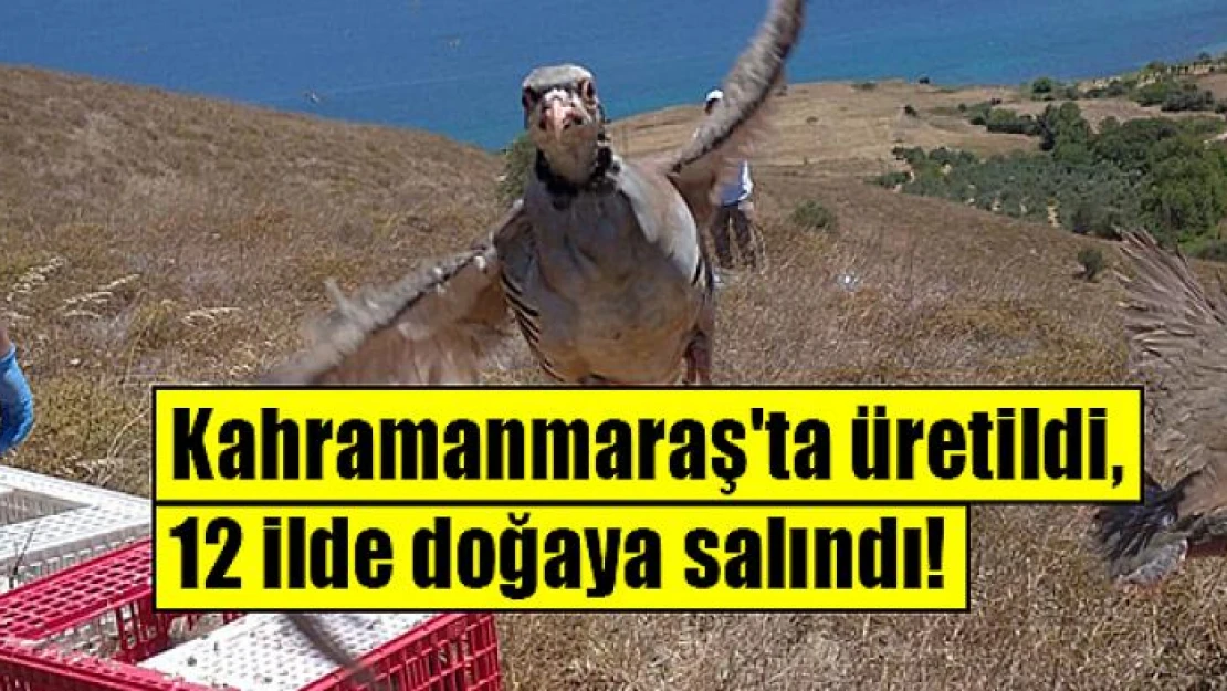 Kahramanmaraş'ta üretildi, 12 ilde doğaya salındı