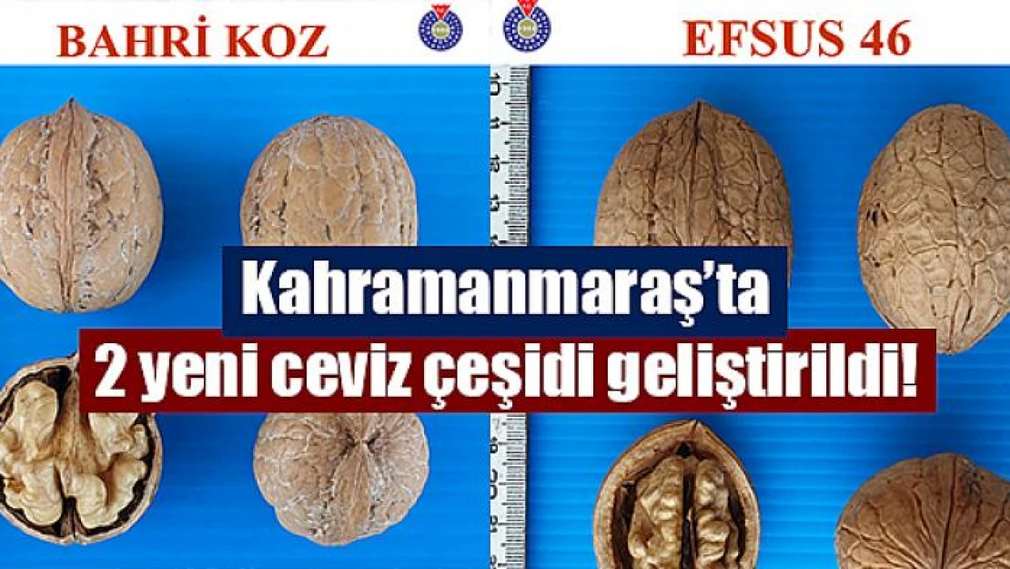 Kahramanmaraş'ta 2 yeni ceviz çeşidi geliştirildi!