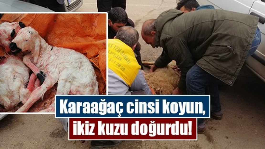 Karaağaç cinsi koyun, ikiz kuzu doğurdu!