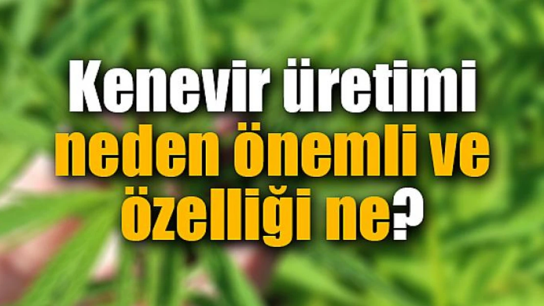 Kenevir üretimi neden önemli ve özelliği ne?