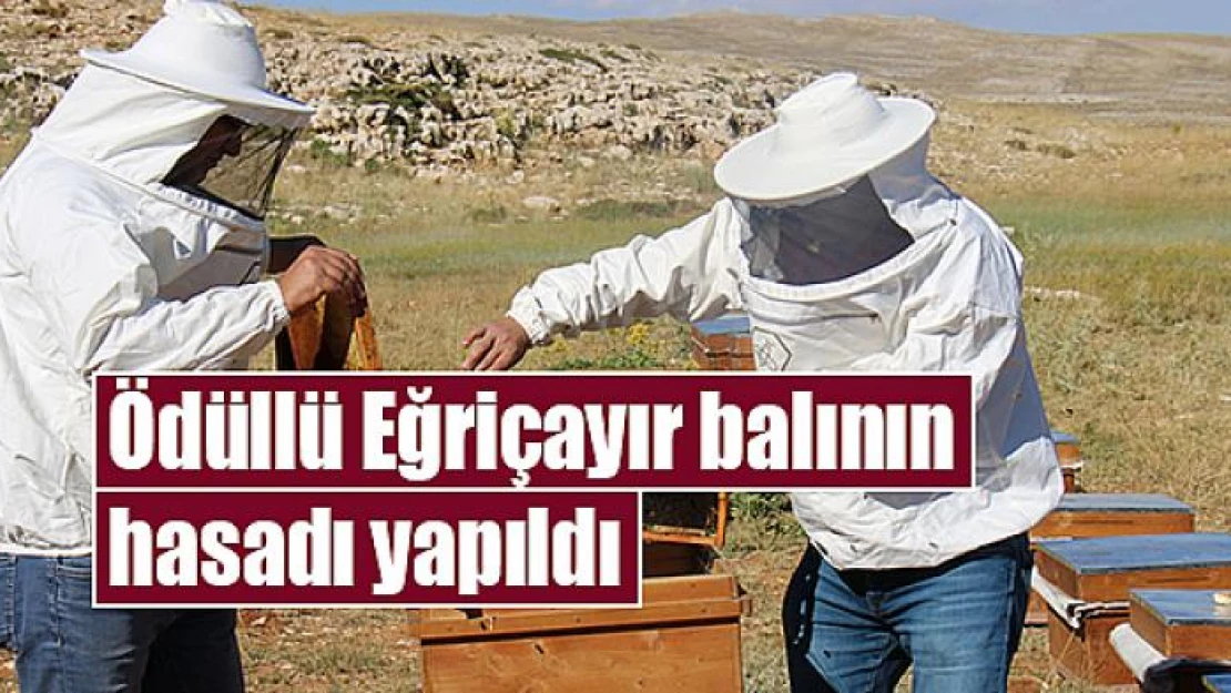 Ödüllü Eğriçayır balının hasadı yapıldı