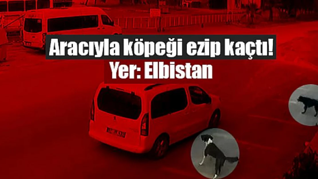 Aracıyla köpeği ezip kaçtı!