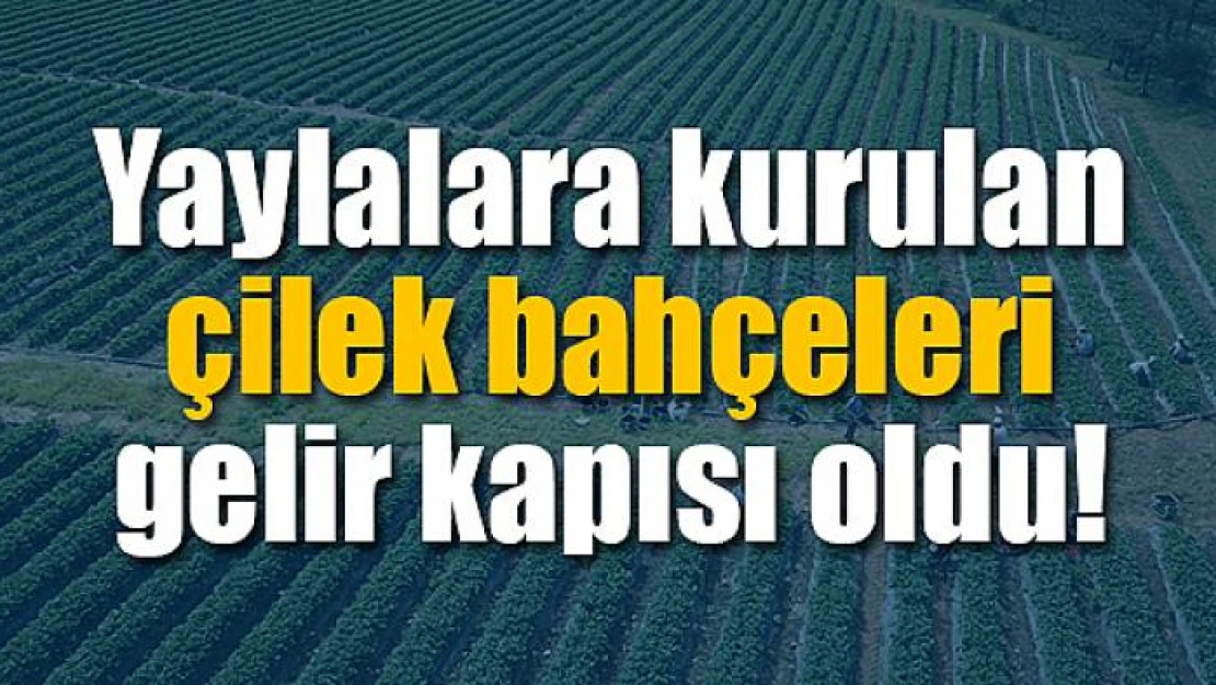 Yaylalara kurulan çilek bahçeleri gelir kapısı oldu