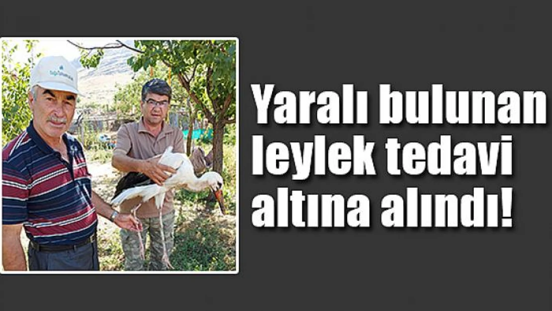 Yaralı bulunan leylek tedavi altına alındı