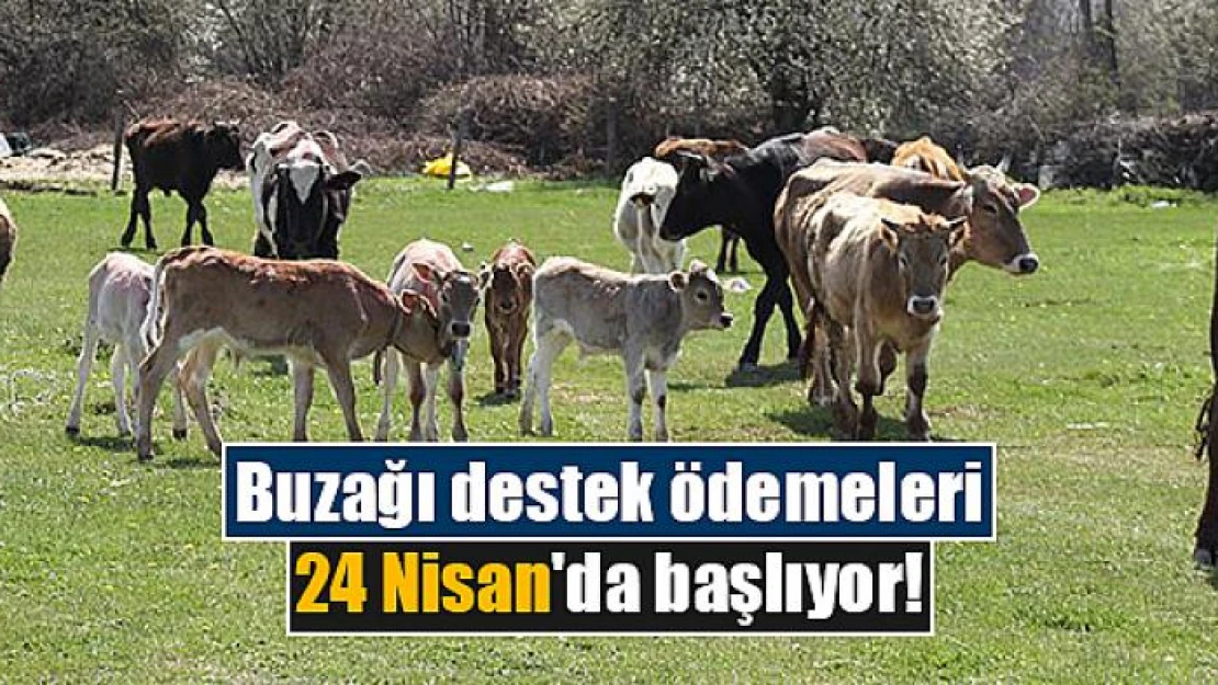 Buzağı destek ödemeleri 24 Nisan'da başlıyor!