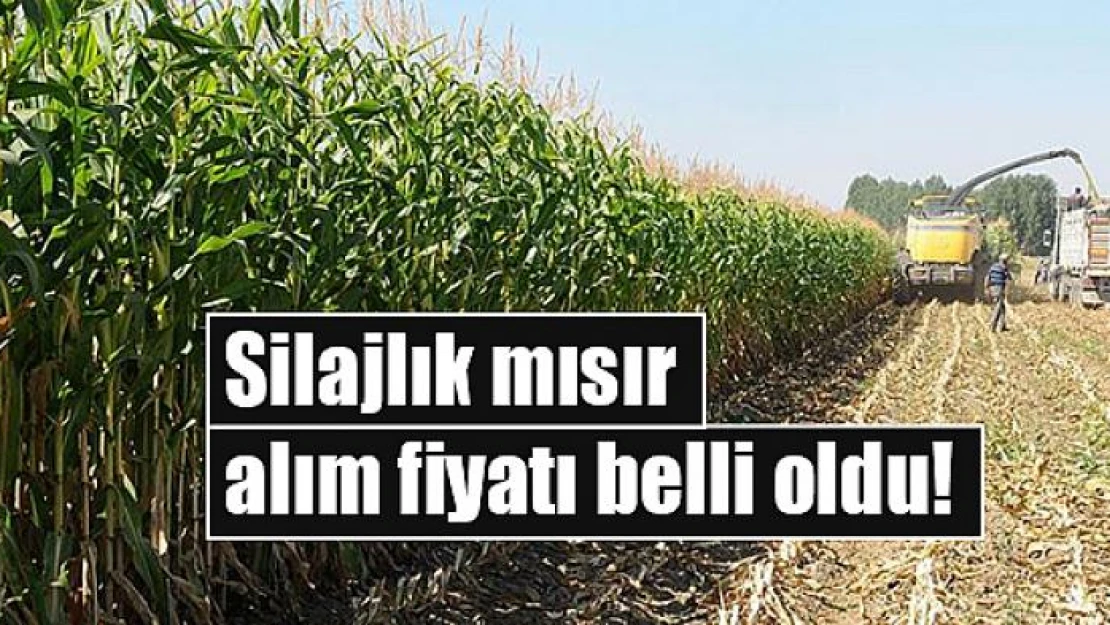 Silajlık mısır alım fiyatı belli oldu