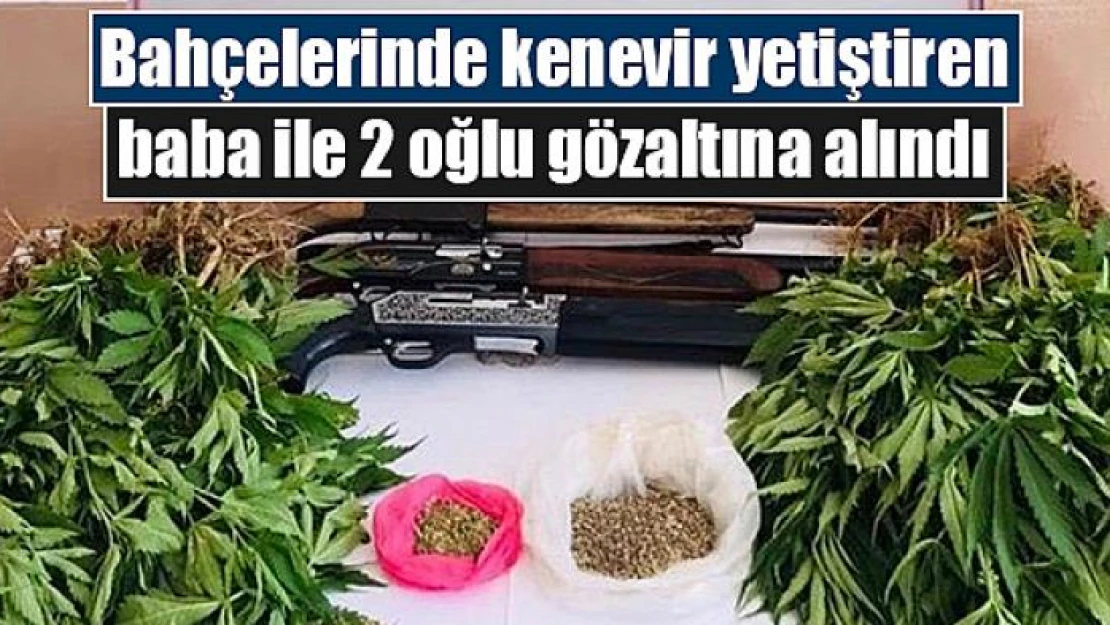 Bahçelerinde kenevir yetiştiren baba ile 2 oğlu gözaltına alındı