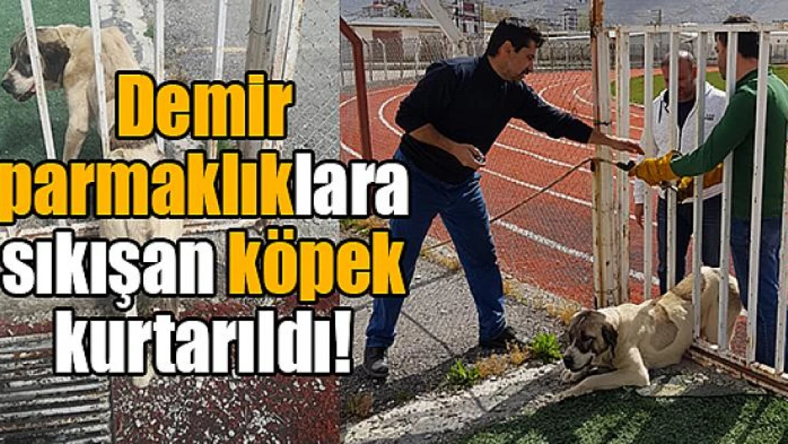 Demir parmaklıklara sıkışan köpek kurtarıldı!