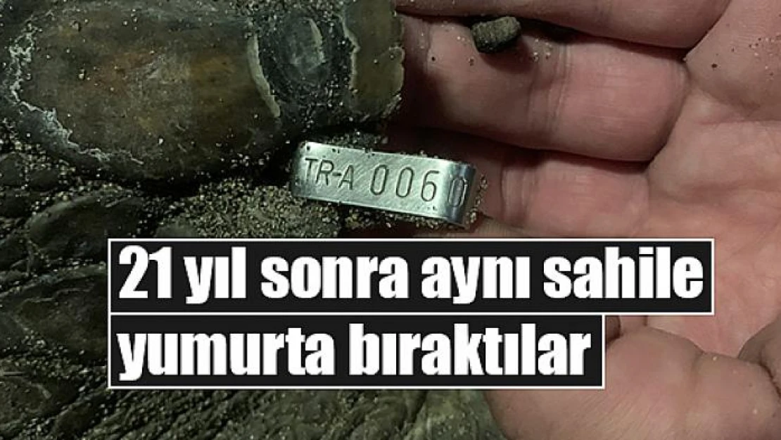 21 yıl sonra aynı sahile yumurta bıraktılar