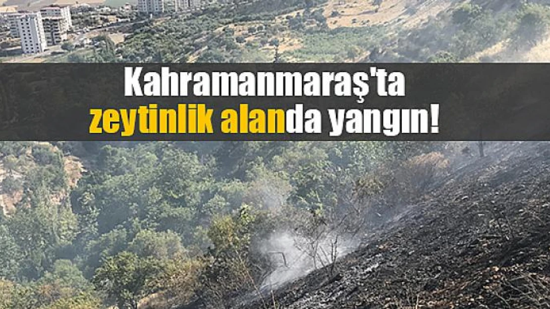 Kahramanmaraş'ta zeytinlik alanda yangın!