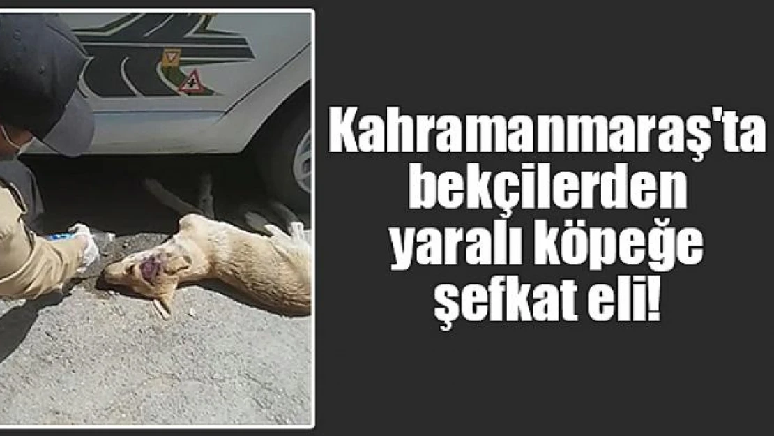 Kahramanmaraş'ta bekçilerden yaralı köpeğe şefkat eli!