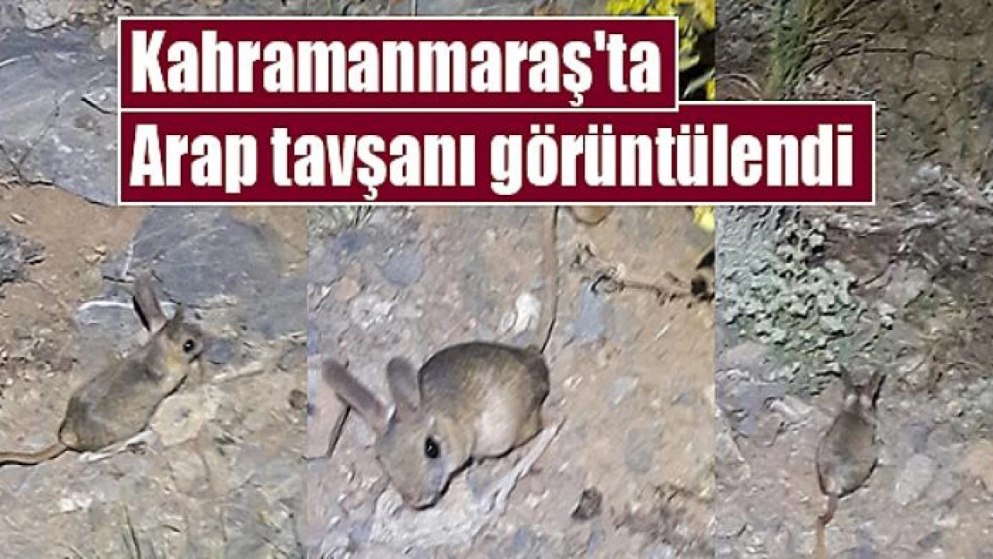 Kahramanmaraş'ta Arap tavşanı görüntülendi