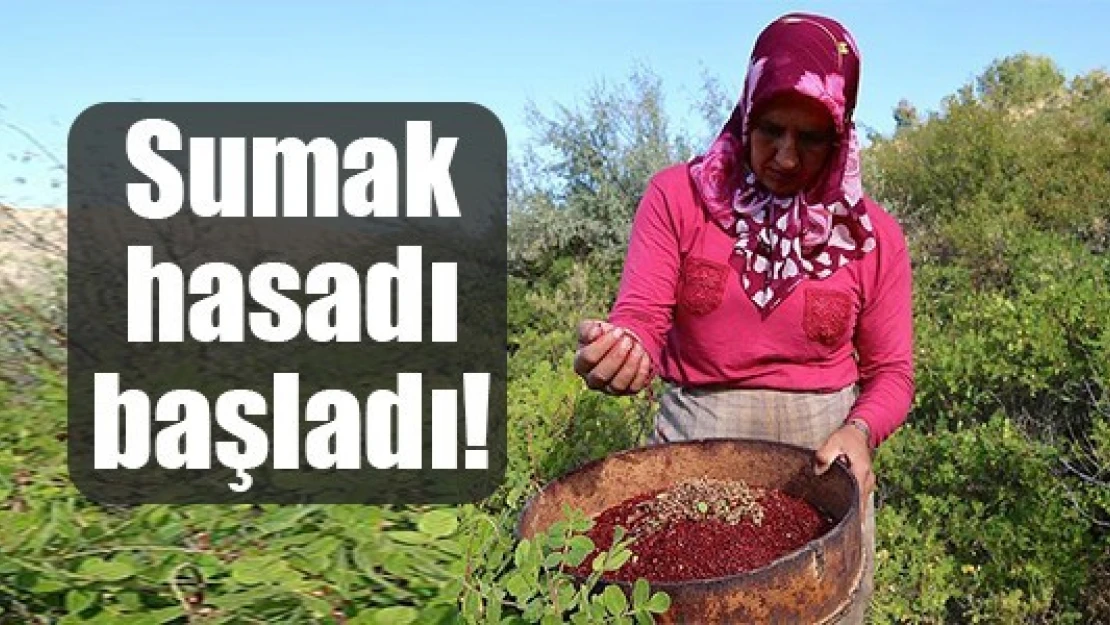 Sumak hasadı başladı!