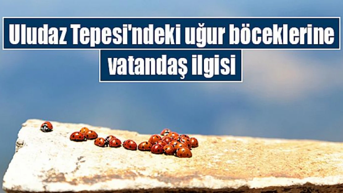 Uludaz Tepesi'ndeki uğur böceklerine vatandaş ilgisi