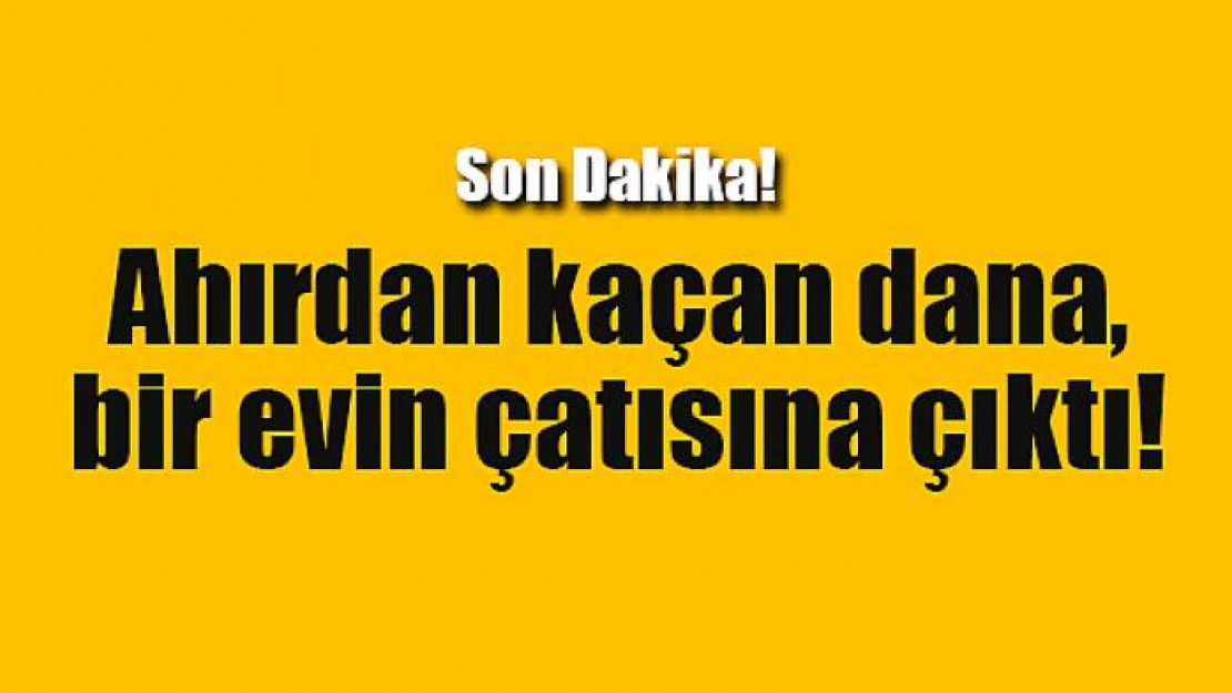 Ahırdan kaçan dana, bir evin çatısına çıktı