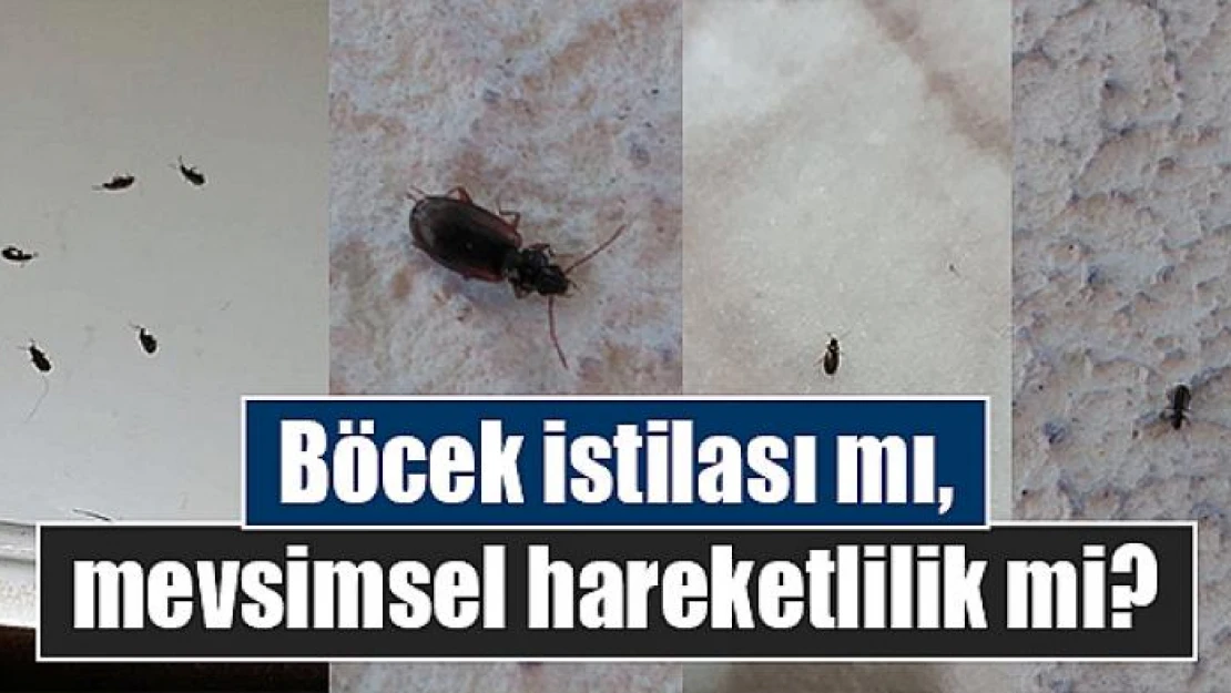 Böcek istilası mı, mevsimsel hareketlilik mi?