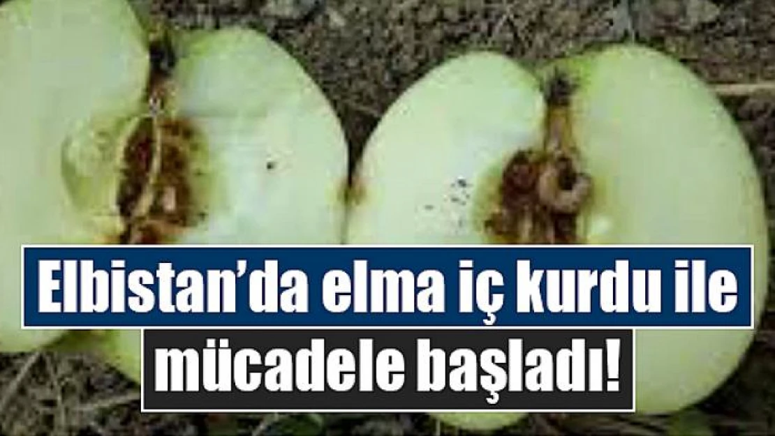 Elbistan'da elma iç kurdu ile mücadele başladı