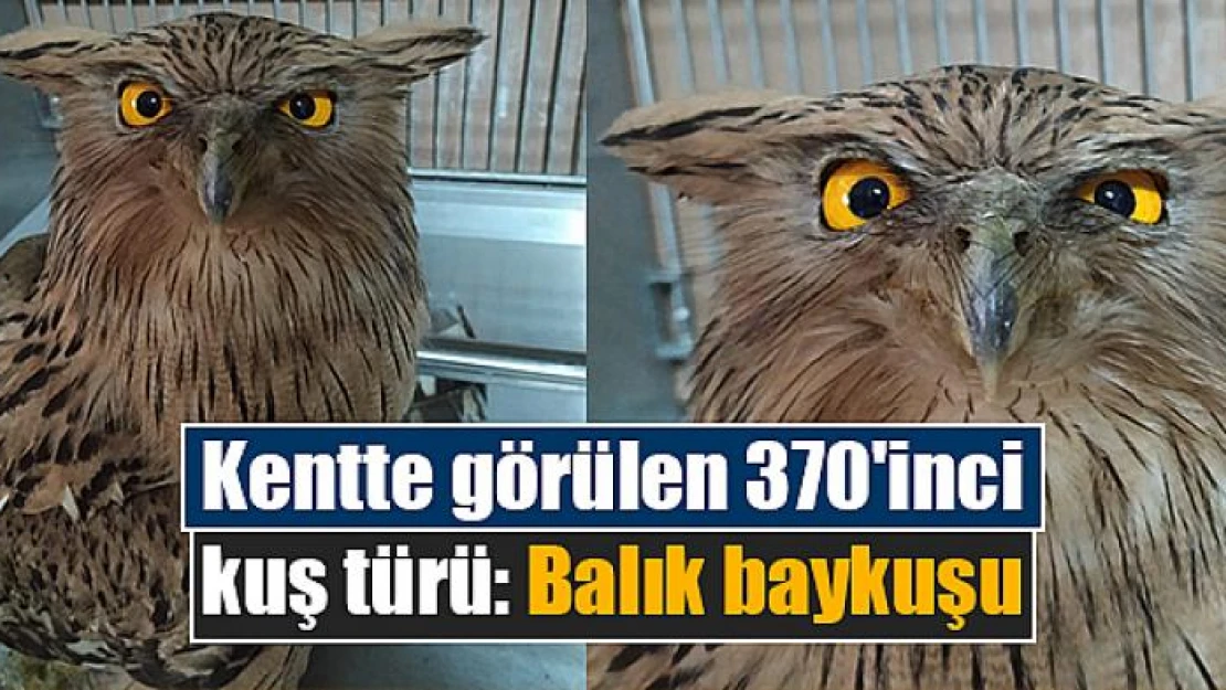 Kentte görülen 370'inci kuş türü: Balık baykuşu