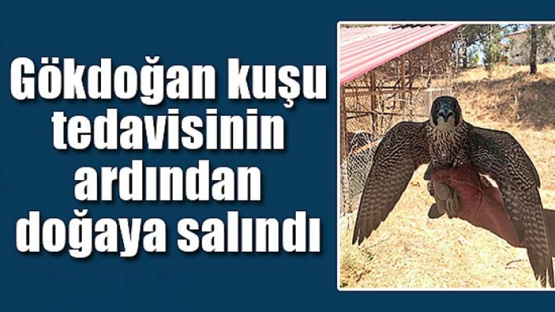 Gökdoğan kuşu tedavisinin ardından doğaya salındı