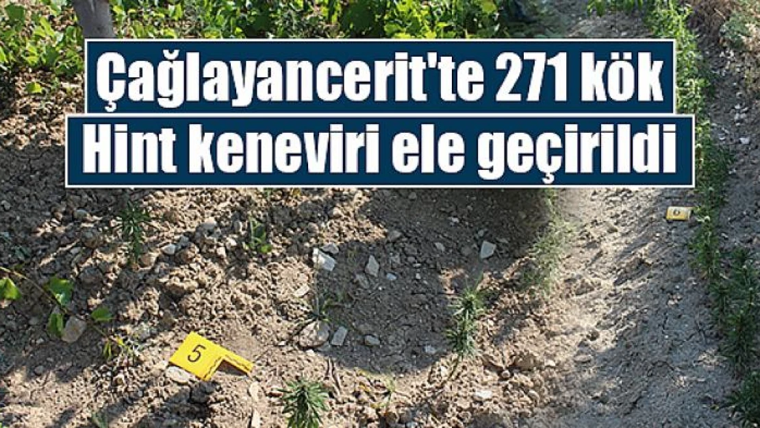 Çağlayancerit'te 271 kök Hint keneviri ele geçirildi