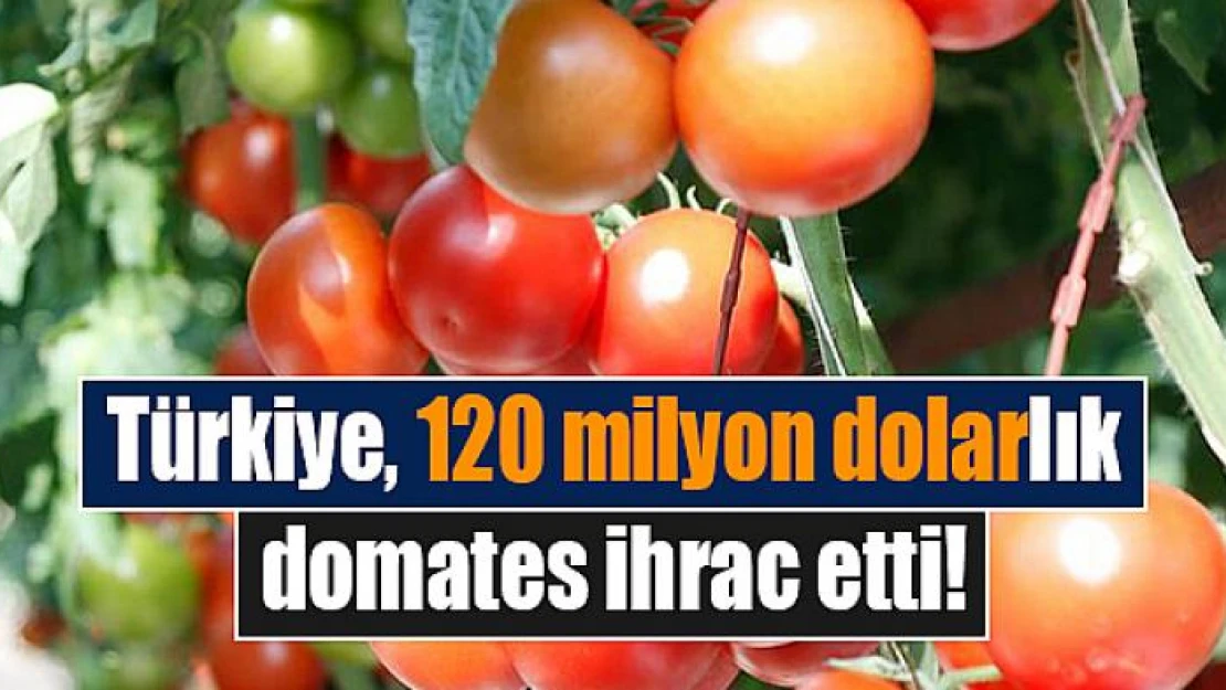 Türkiye, 120 milyon dolarlık domates ihrac etti!