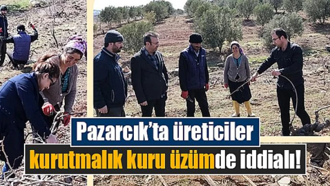 Pazarcık'ta üreticiler kurutmalık kuru üzümde iddialı!