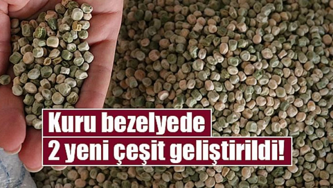 Kuru bezelyede iki yeni çeşit geliştirildi