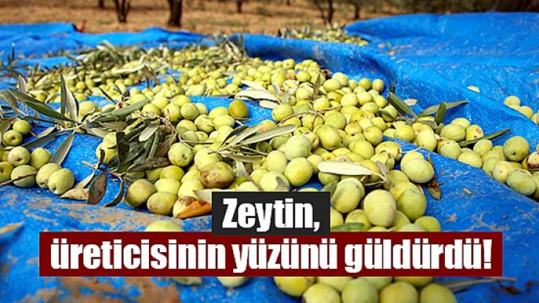 Zeytin, üreticisinin yüzünü güldürdü!