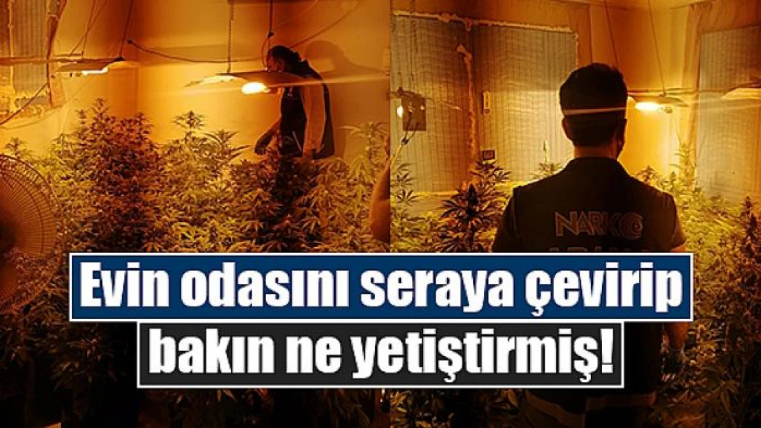 Evin odasını seraya çevirip bakın ne yetiştirmiş!