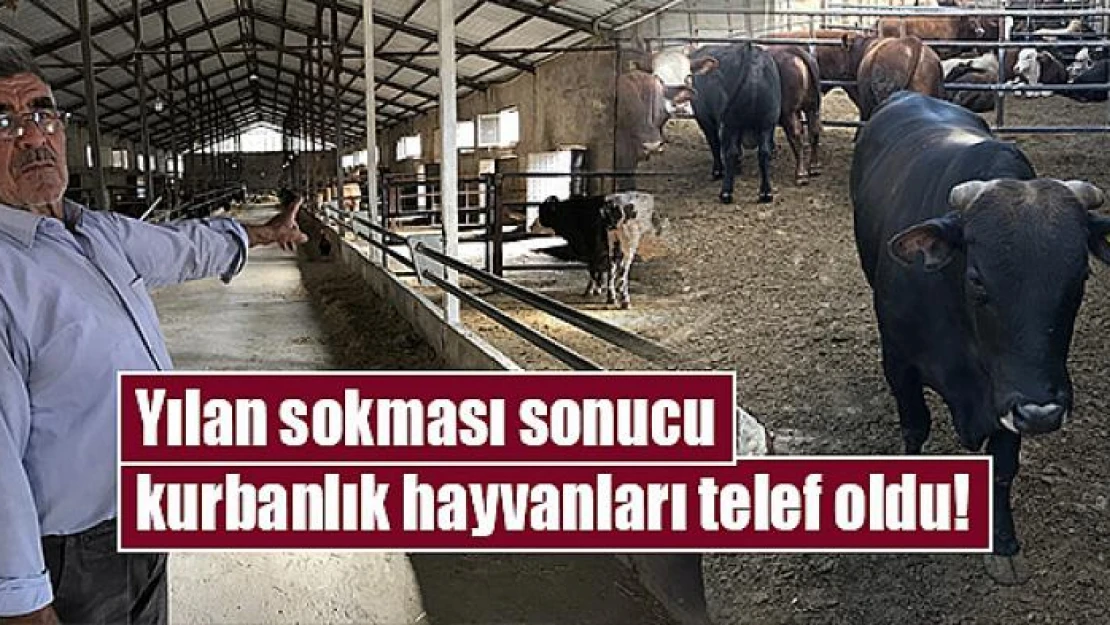 Yılan sokması sonucu kurbanlık hayvanları telef oldu