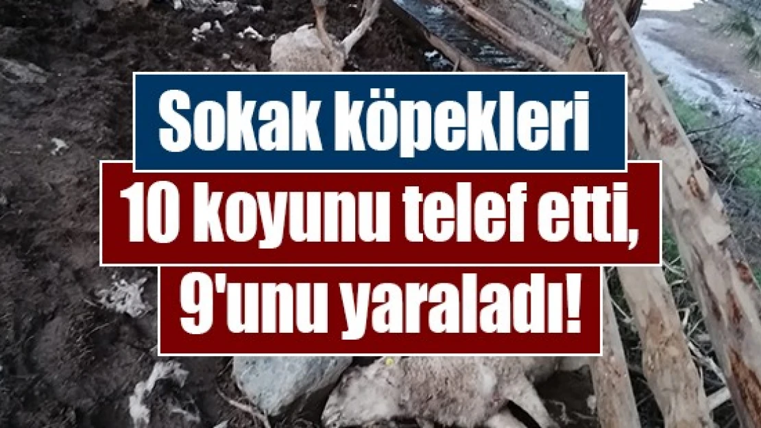 Sokak köpekleri 10 koyunu telef etti, 9'unu yaraladı!