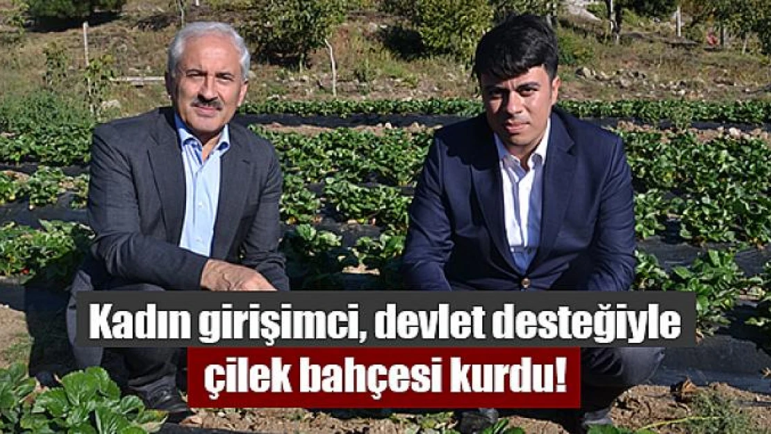 Kadın girişimci, devlet desteğiyle çilek bahçesi kurdu!