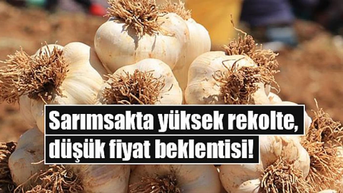 Sarımsakta yüksek rekolte, düşük fiyat beklentisi