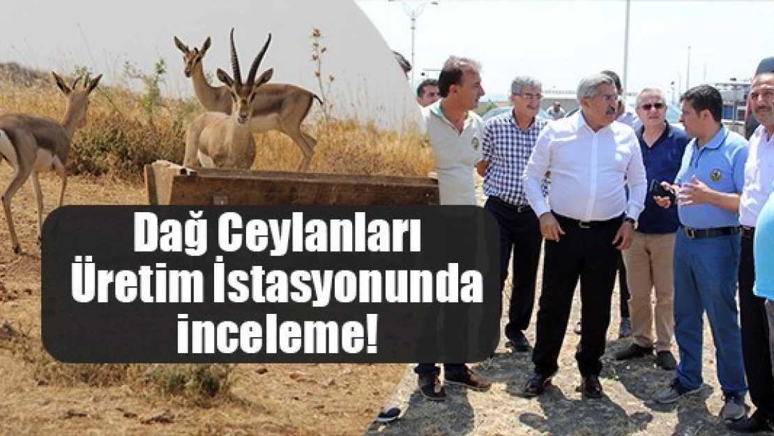 Dağ Ceylanları Üretim İstasyonunda inceleme!