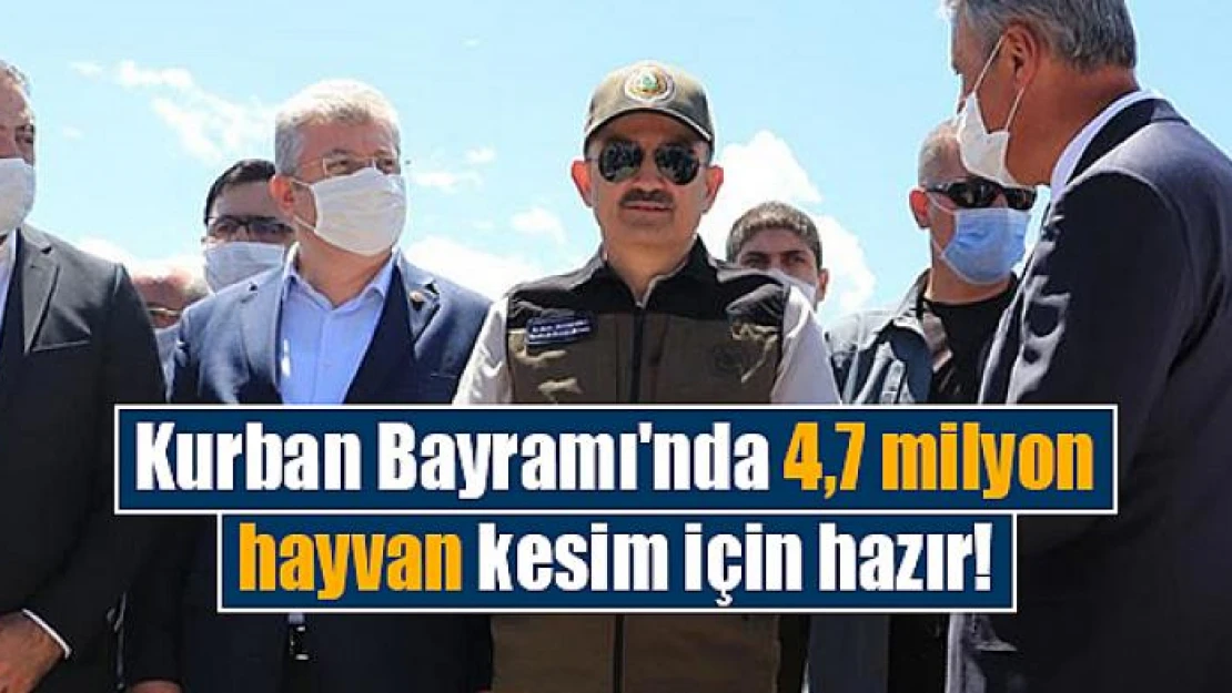 Kurban Bayramı'nda 4,7 milyon hayvan kesim için hazır