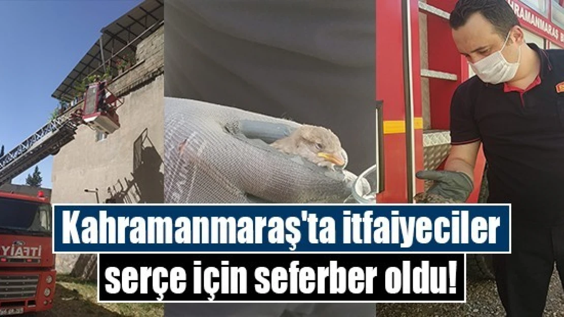 Kahramanmaraş'ta itfaiyeciler serçe için seferber oldu