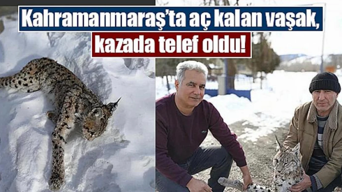 Kahramanmaraş'ta aç kalan vaşak, kazada telef oldu!