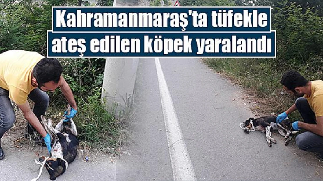 Kahramanmaraş'ta tüfekle ateş edilen köpek yaralandı