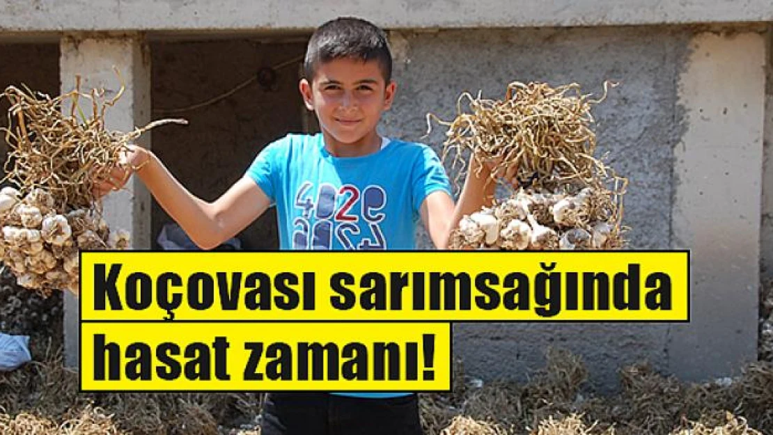 Koçovası sarımsağında hasat zamanı