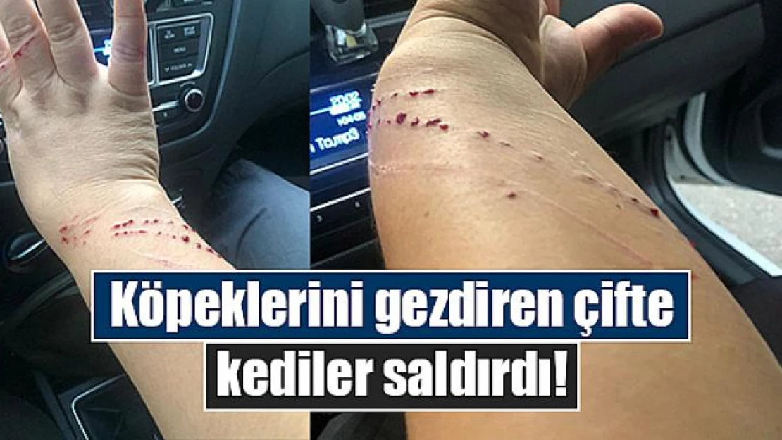 Köpeklerini gezdiren çifte kediler saldırdı