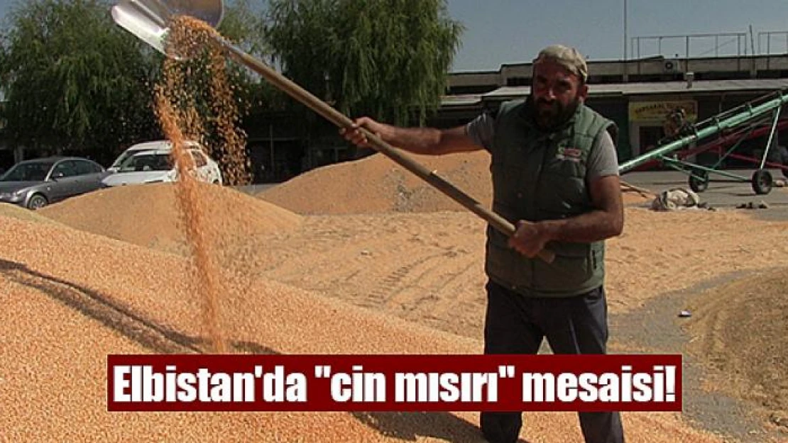 Elbistan'da 'cin mısırı' mesaisi!